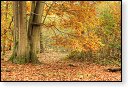 Oisterwijkse Bossen en Vennen Kampina natuurgebied natuur oisterwijk Nationaal park Landschap Het Groene Woud hei heide bossen natuurmonumenten brabant baronie boswachterij dorst